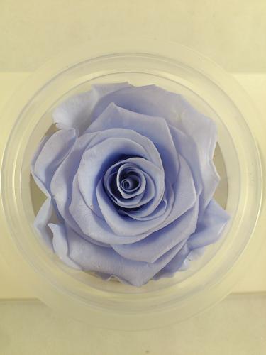 Preserved rose 6 p. XL Ø 6-6.5 cm cool lavender
